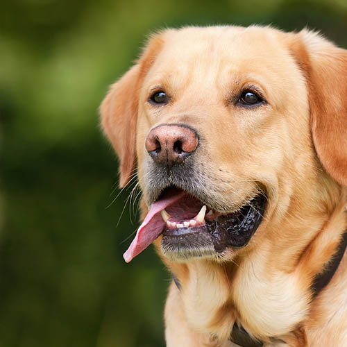 un chiot soin pharmacie du Centre