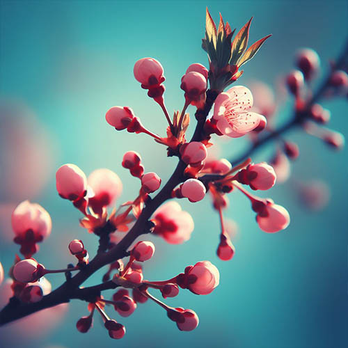 Gemmothérapie herboristerie Limay